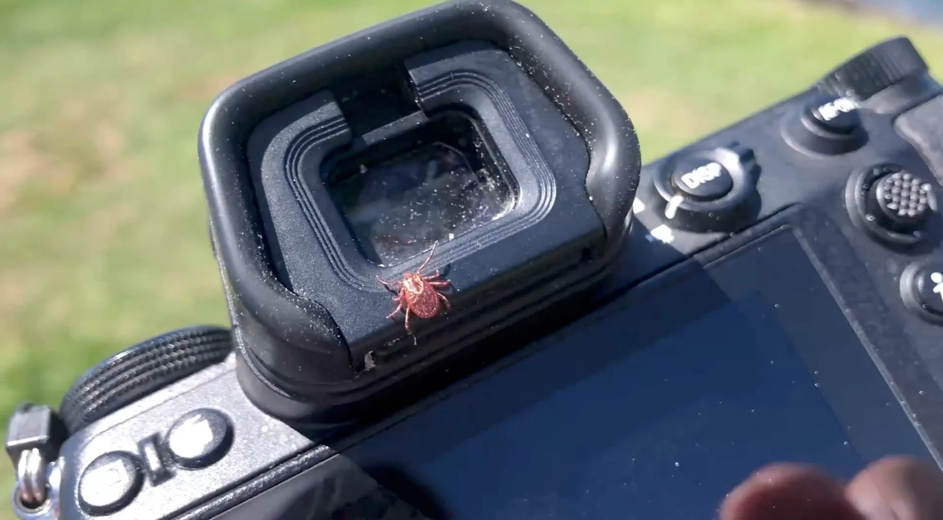Nathan Coleman: Tick found on camera equipment