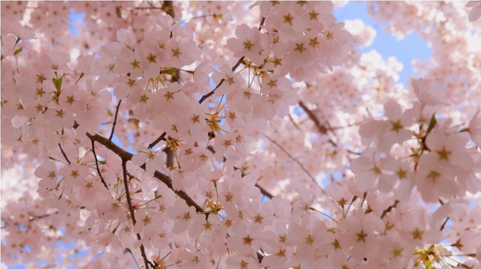 Voici 5 faits éblouissants à propos des cerisiers en fleurs