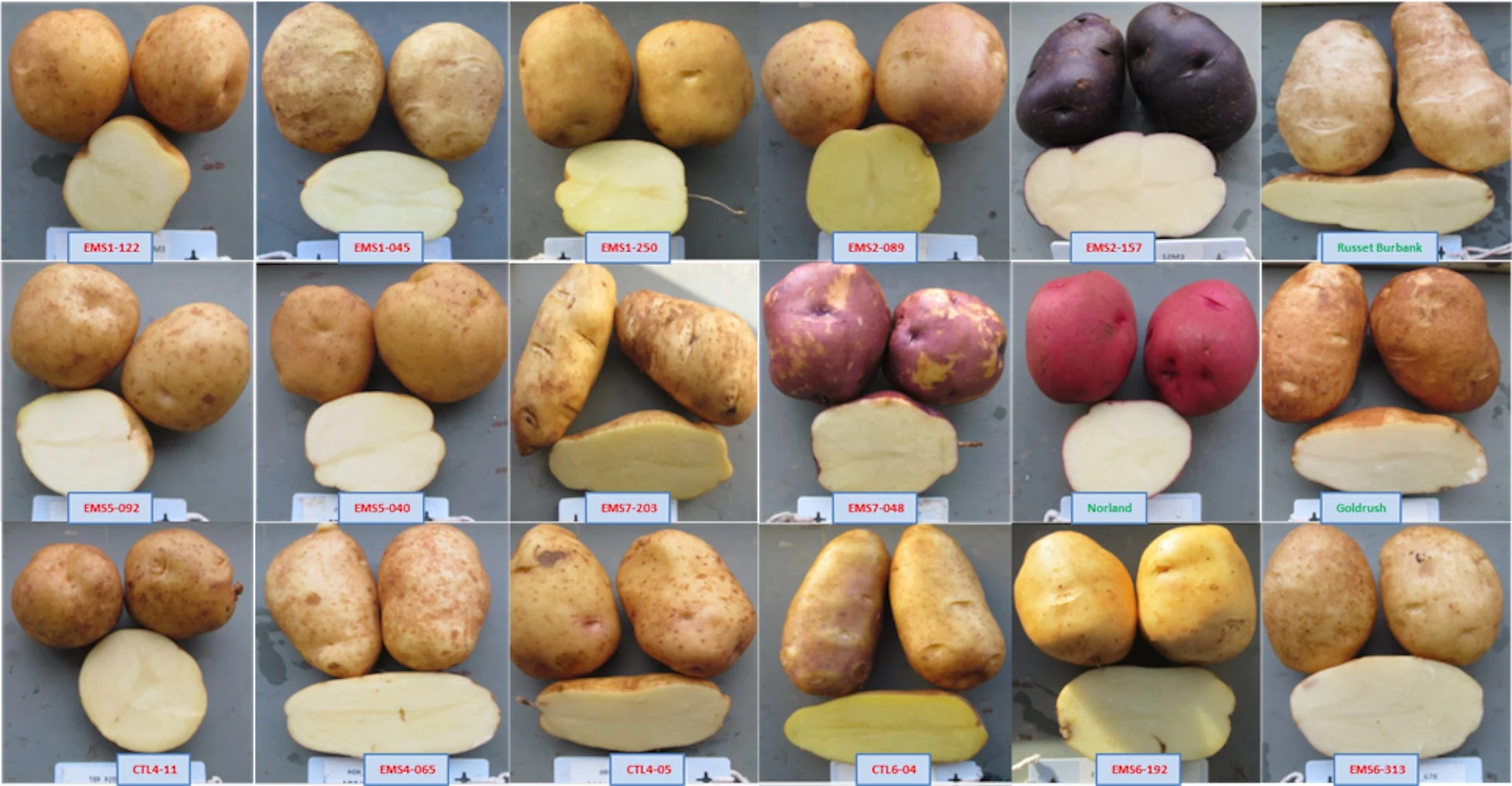 How drought-resistant potato genes identified on the East Coast will help food security