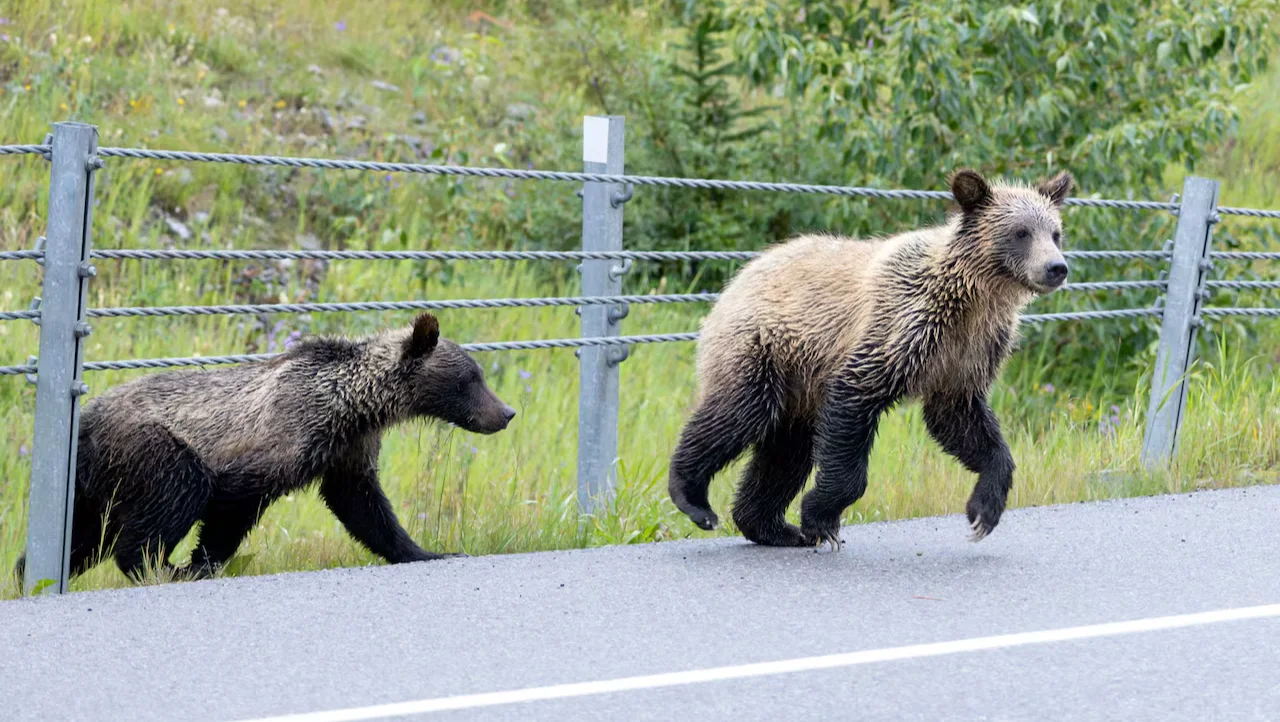 Grizzly Bear, Cubs, Alberta, November 02, 2025. (Amir Said/CBC)