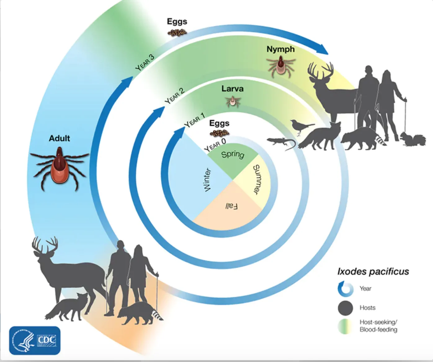 The life cycle of a black-legged tick is generally two years. CDC