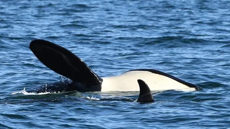 Killer whales last seen in poor health near B.C. now missing