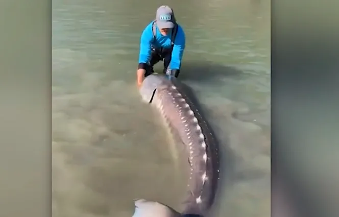 B.C. fisherman lands giant, 100-year-old sturgeon: see it here