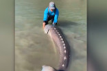 B.C. fisherman lands giant, 100-year-old sturgeon: see it here