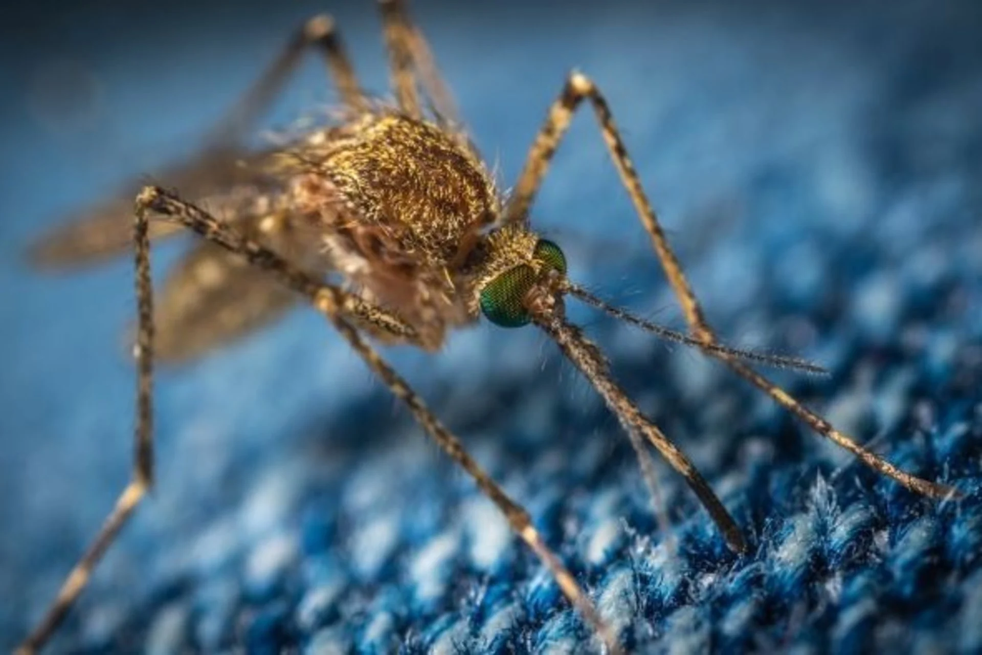10 facts on how mosquitoes pose a threat to half the world