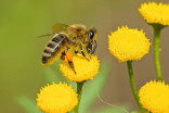 For the love of bees and their impact on Canadian ecosystems