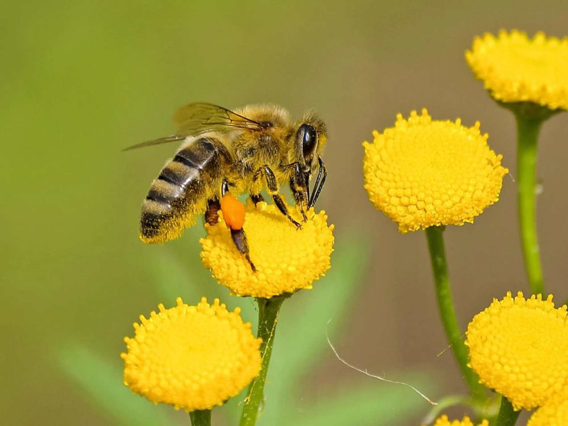 For the love of bees and their impact on Canadian ecosystems