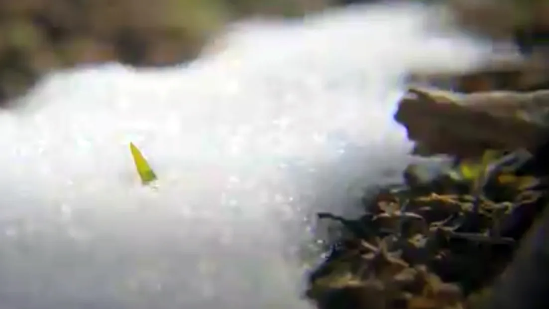 Hâte qu'elle fonde ? Gare à la moisissure des neiges