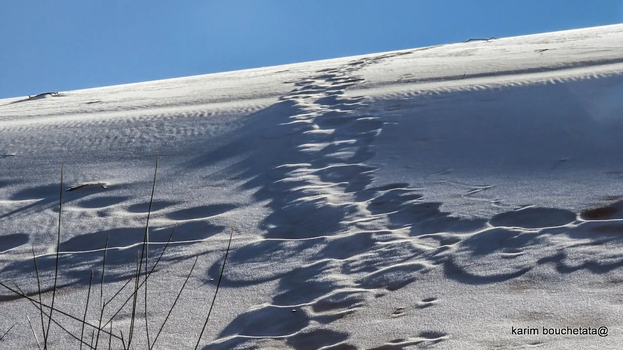 Ice/Sahara Desert/Karim Bouchetata 