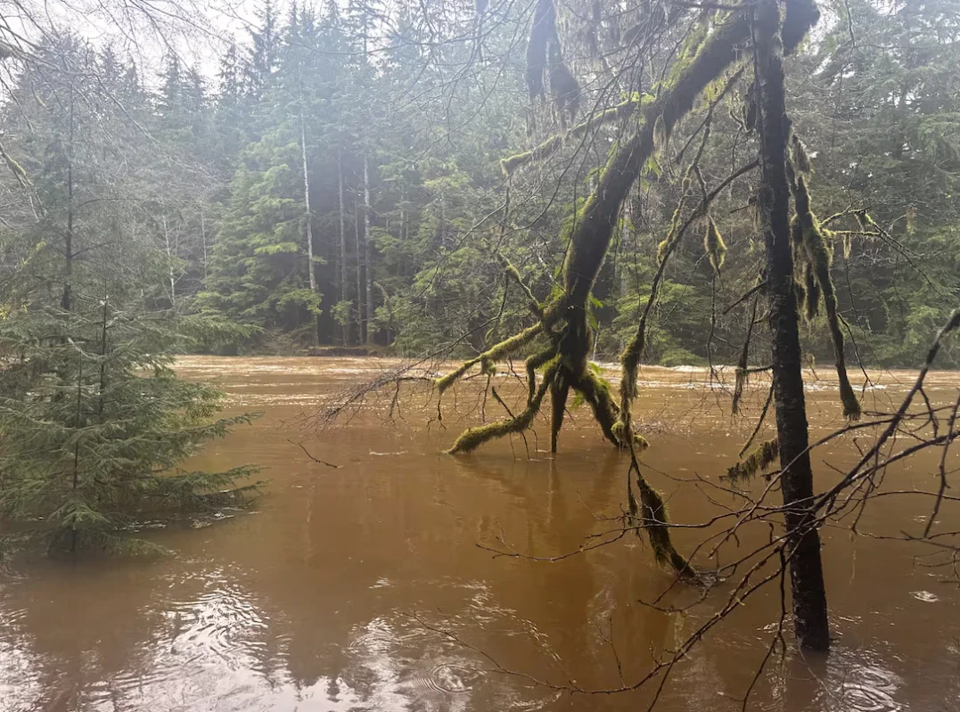 CBC: A visibly swollen tributary of the Yakoun River is seen near the Golden Spruce Trail in Haida Gwaii's Port Clements area. (Catherine Garrett/CBC)
