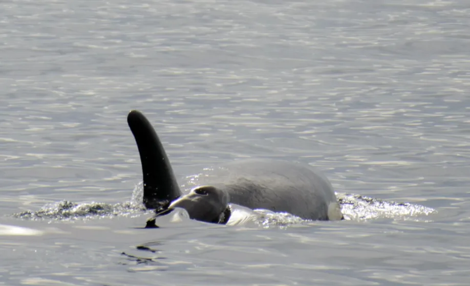 Another baby orca welcomed in an endangered pod in B.C., only enemy is pollution