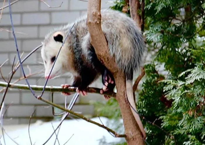 L’opossum de Virginie s’établit en Montérégie