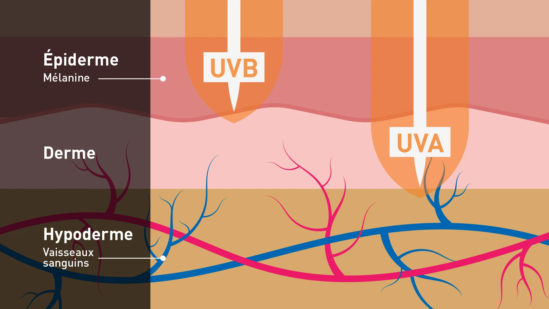 Rayons UVB UVA Peau-01