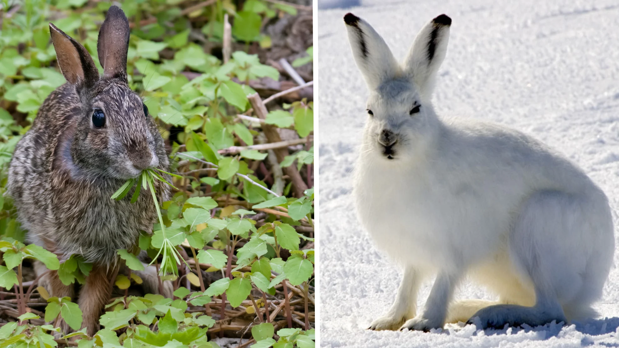 Arctic hare and eastern cottontail