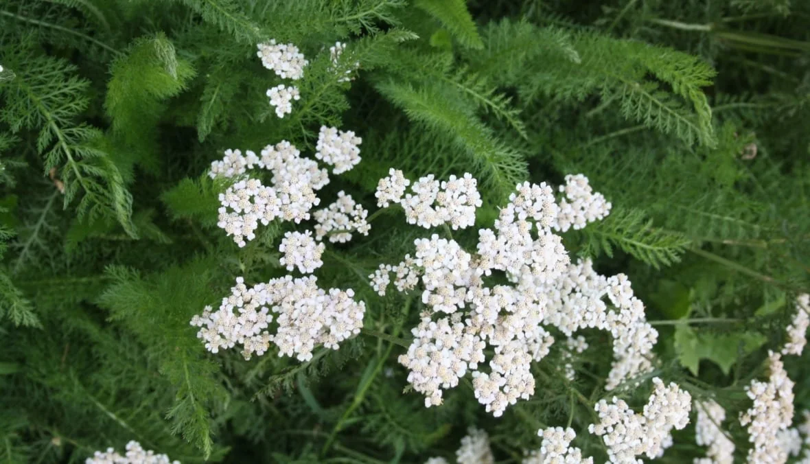 The scent of yarrow isn't everybody's favourite, but it does attract plenty of pollinators. The flowering plant is one of many being reintroduced to Rotary Park. (City of Calgary)