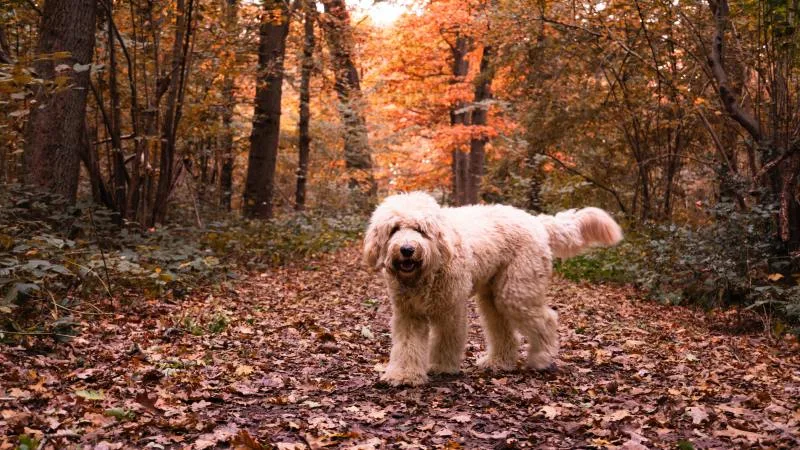 Get your pet ready for fall with these must-have items