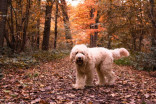 Get your pet ready for fall with these must-have items