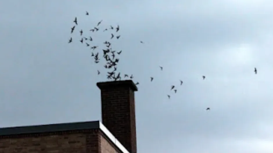4,500 migrating birds move into chimney of Vancouver Island museum