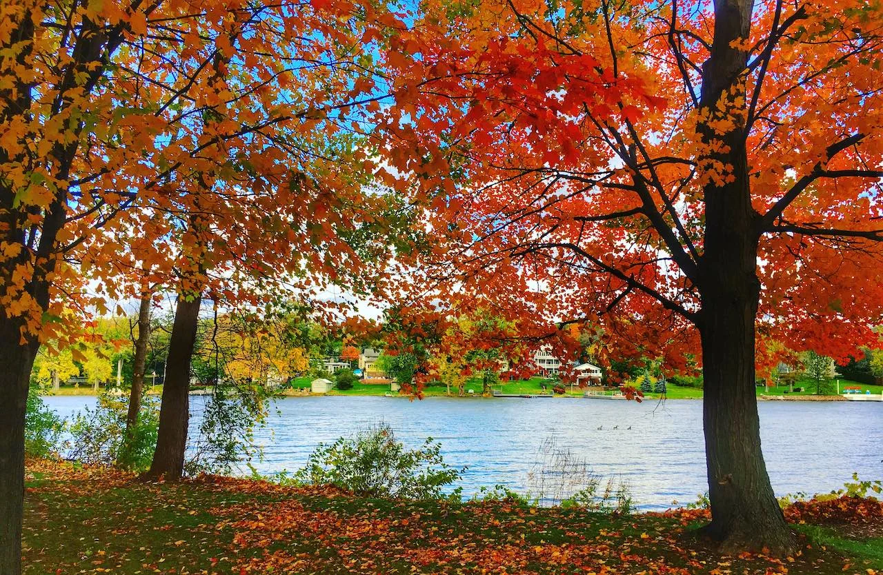 Maple tree/Unsplash