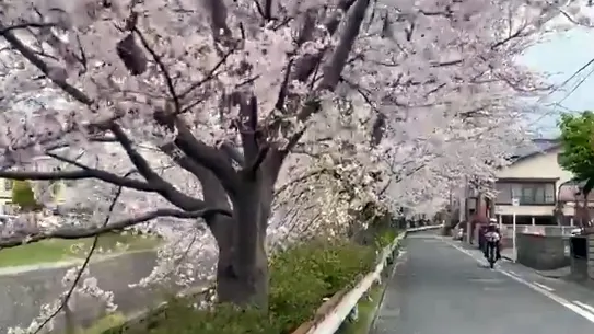 La floraison de cerisiers la plus précoce en 1 200 ans