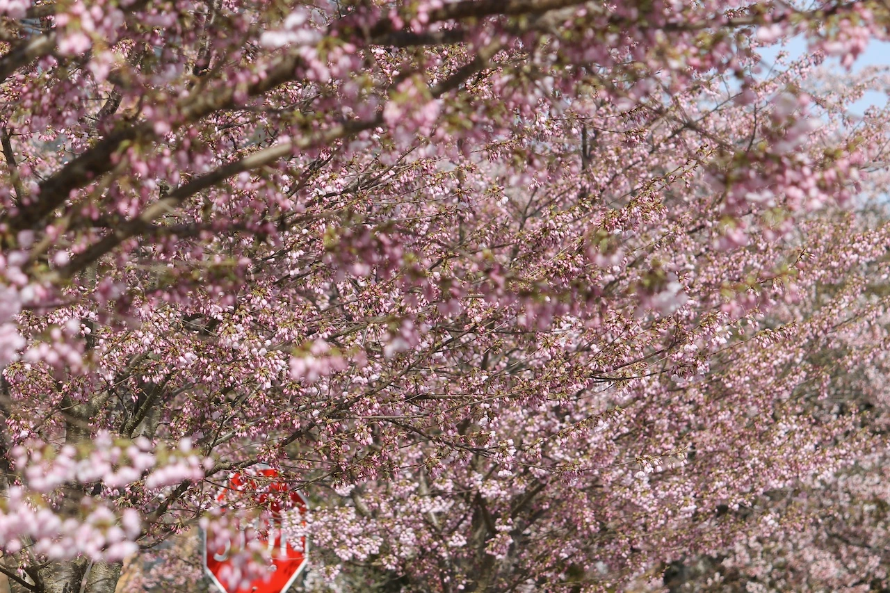 Citizen scientists predict peak of cherry blossom season