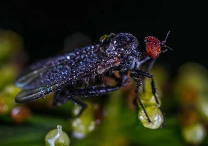 Mouche noire