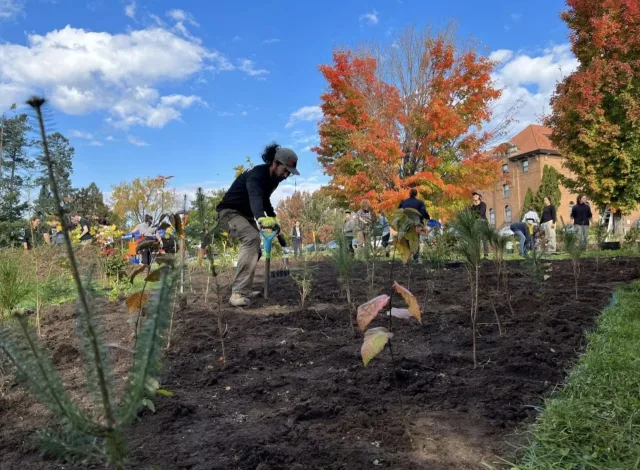 Mighty benefits of 'tiny forests' and why they are popping up in Canada ...