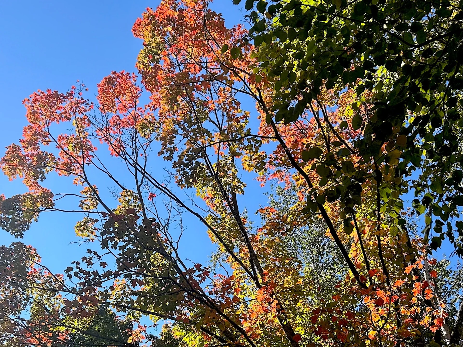 Fall foliage/leaves in Orillia, Ont./Nathan Howes/TWN