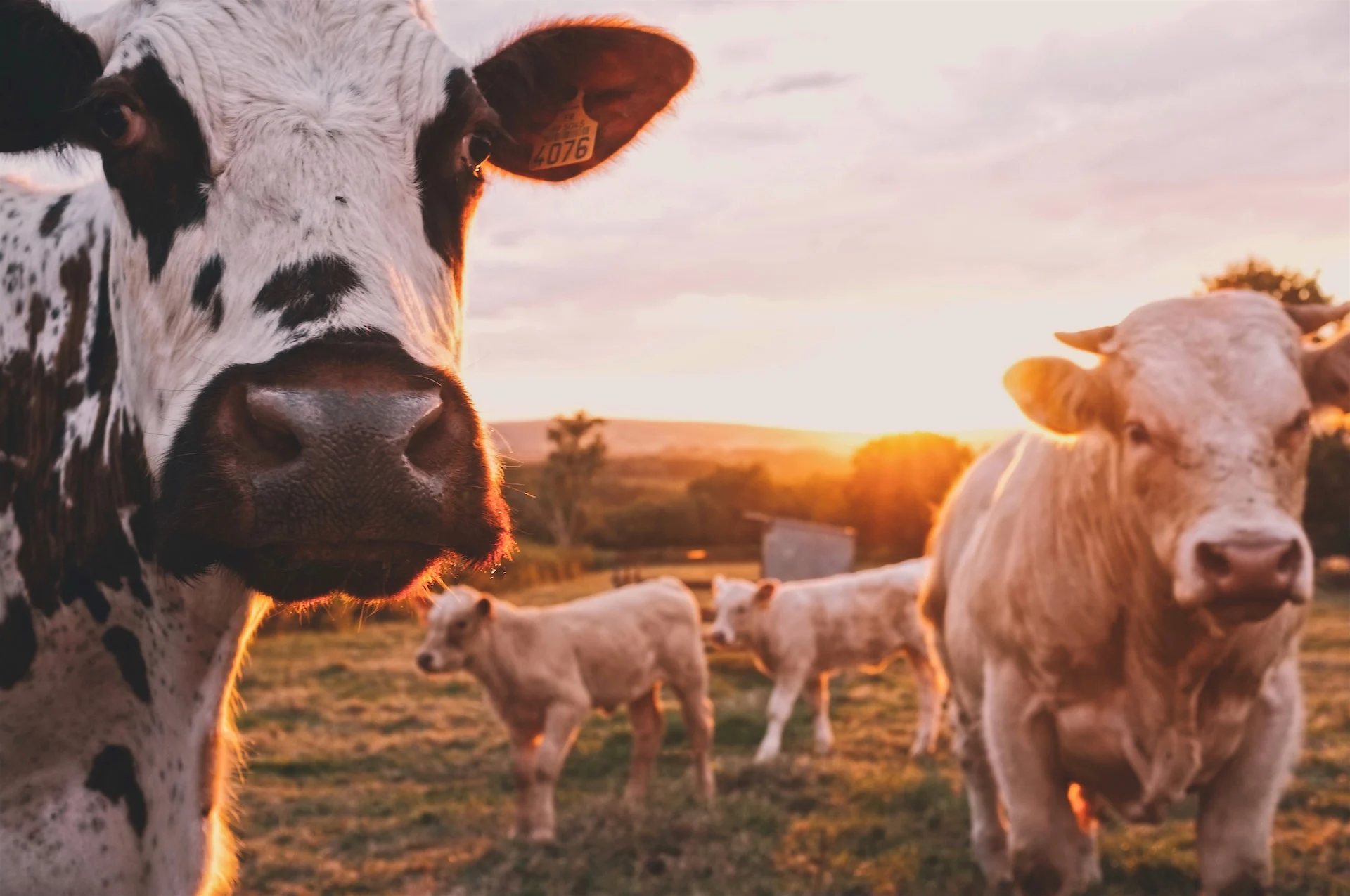Pour réduire les gaz à effets de serre, ils analysent les rots des vaches