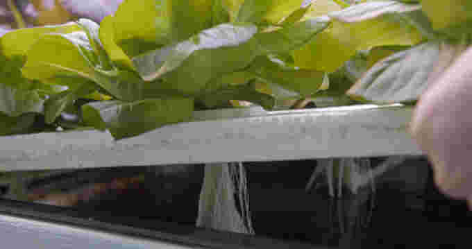 aquaponie-plantes