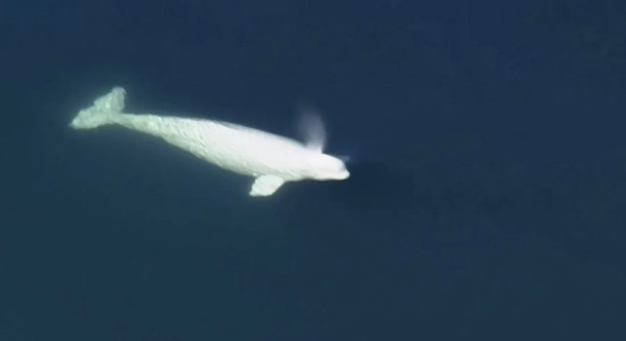 Rare sighting of beluga whale in Pacific Northwest first since 1940