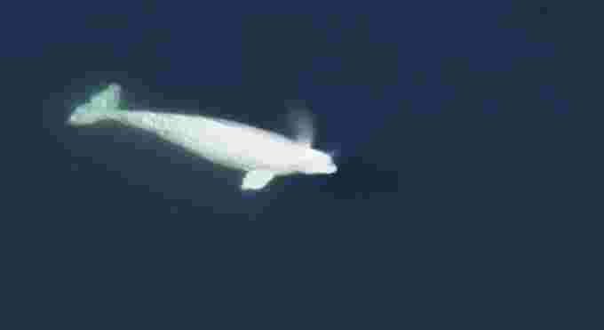 Beluga whale/CNN