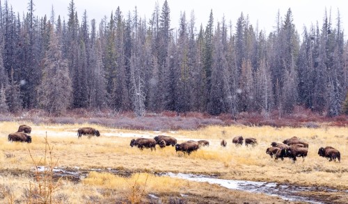 bison-herd/Karsten Heuer/Parks Canada via CBC