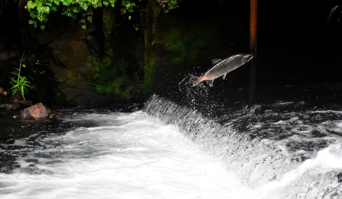 Le nombre d'animaux d'eau douce a chuté de 90 % en 40 ans