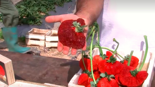 Giant Strawberry Wins Guinness Record As World S Heaviest The Weather Network