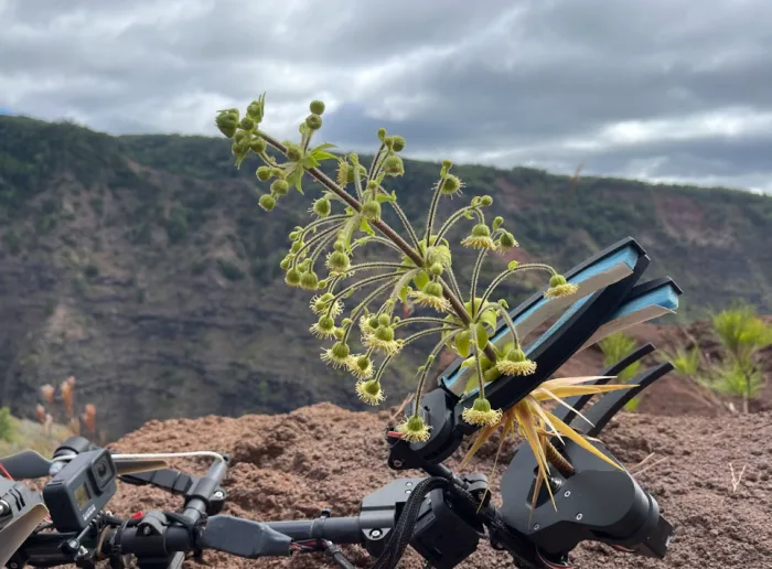 Une invention québécoise au secours de plantes en voie d'extinction