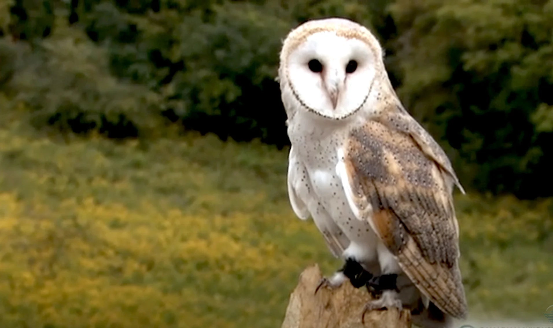 Owl/Canadian Wildlife Federation (CWF)
