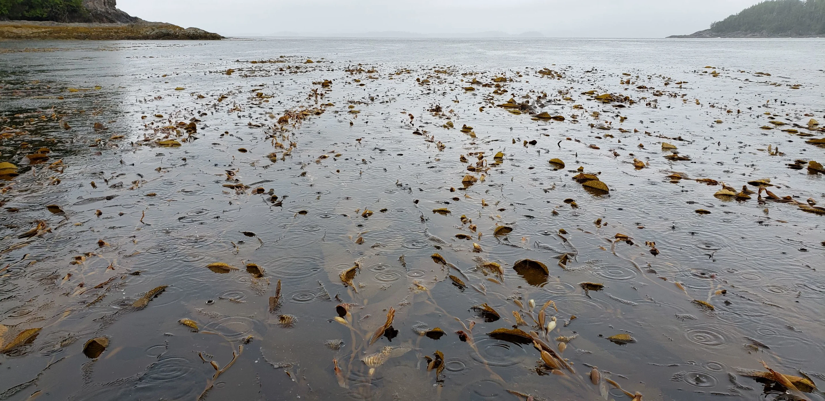 Healthy giant kelp near Bamfield, B.C. Credit: Chris Neufeld