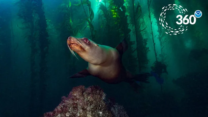 Une visite dans les sanctuaires de la NOAA