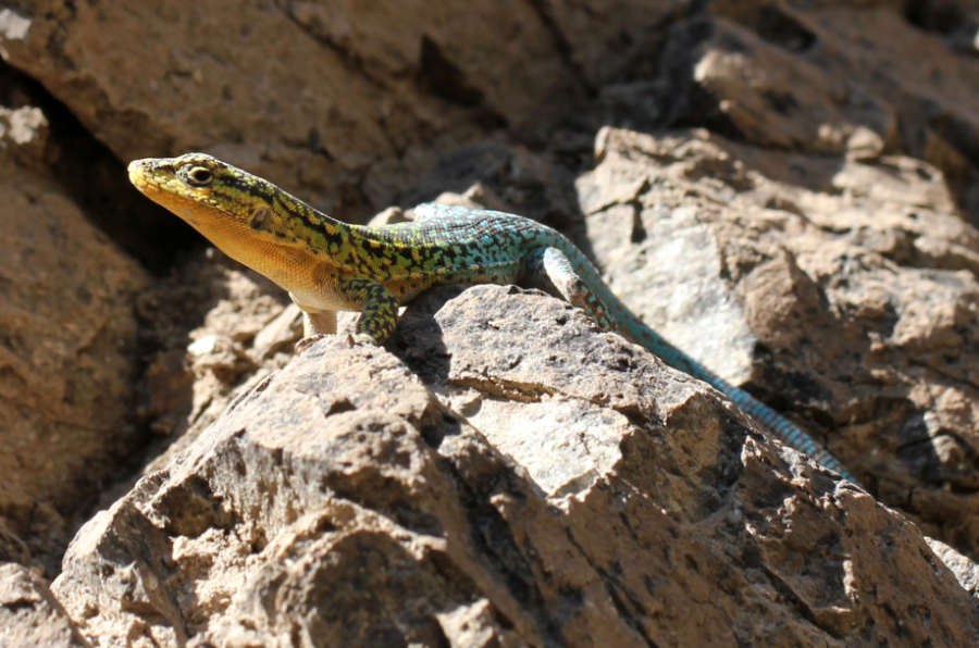 About the cool lives of frozen lizards