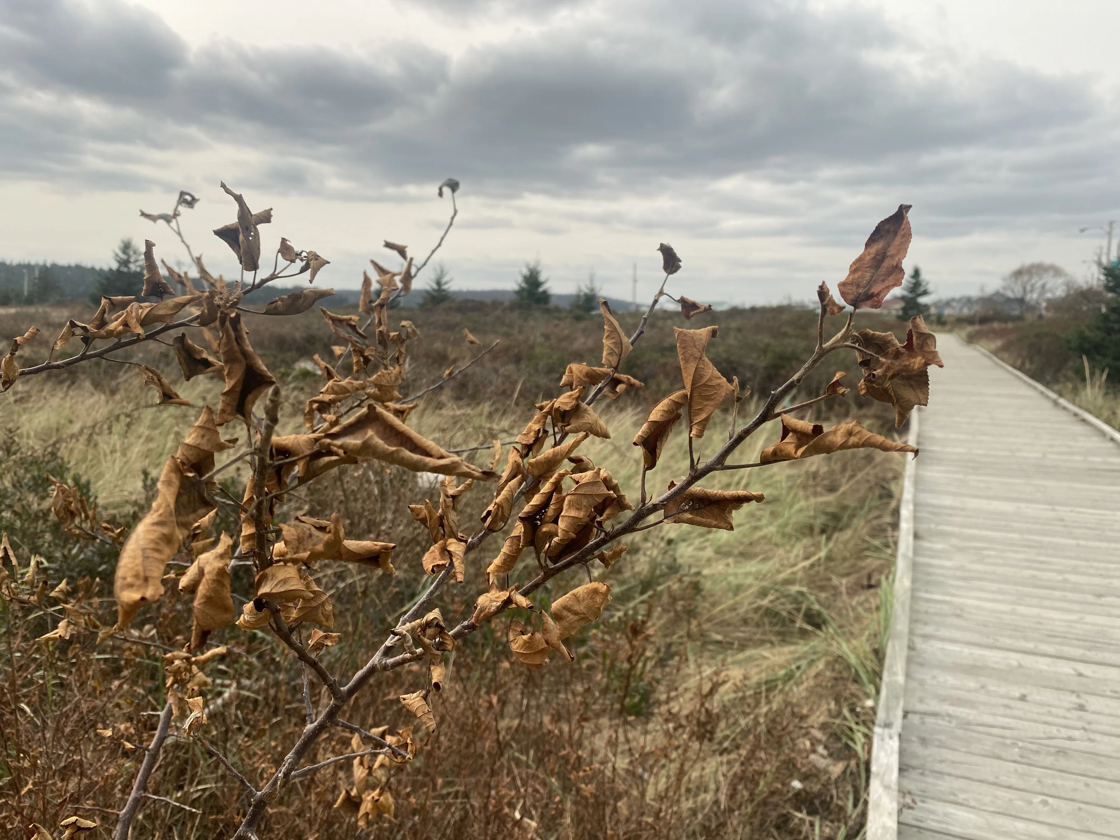 Nathan Coleman: Salt burn on leaves, dried leaves, dead plants. Eastern Passage, Nova Scotia. Fall Sept 28, 2023