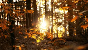 It's science: Why September 1 marks the start of meteorological fall
