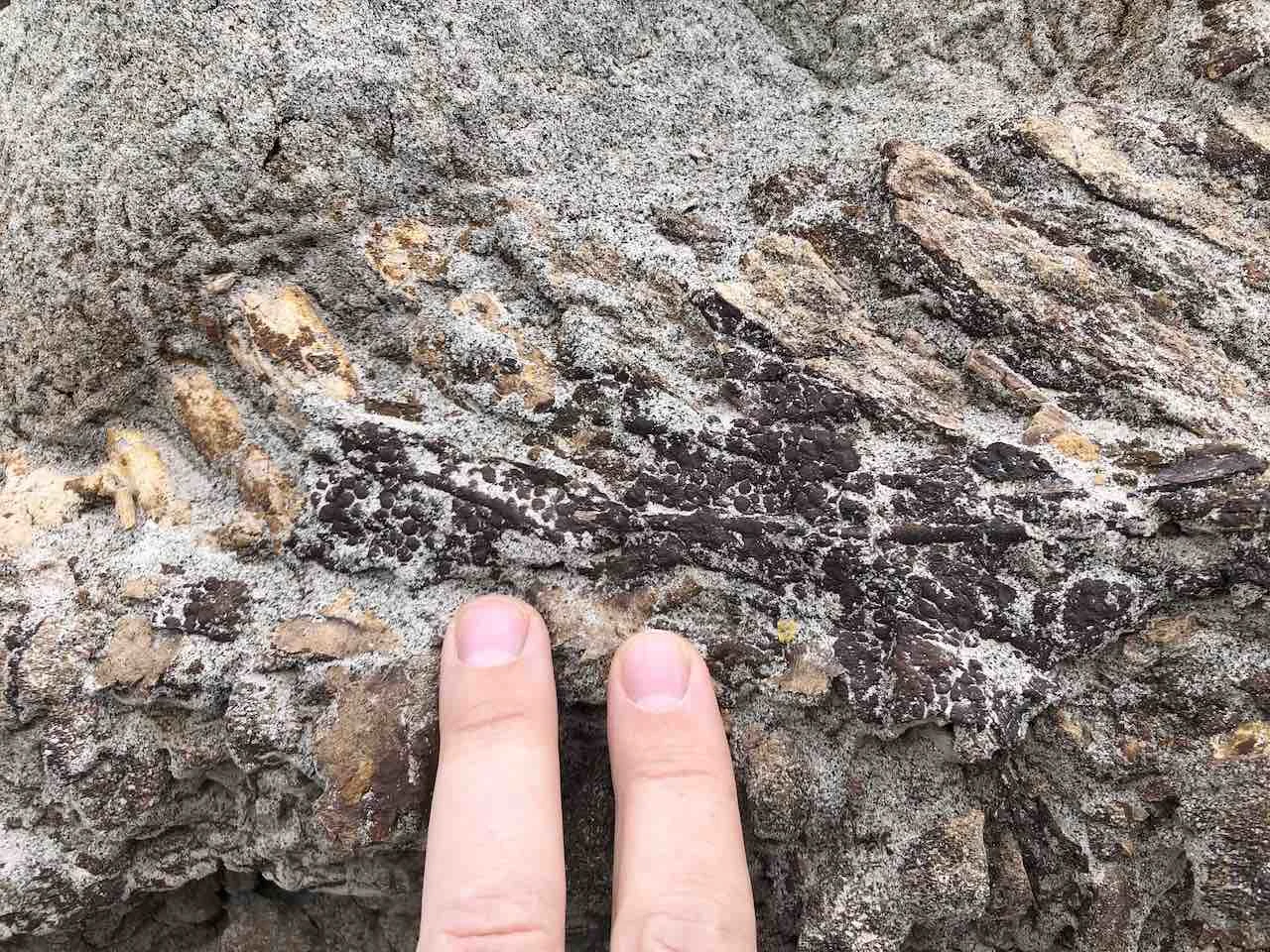Surprising find of rare fossil with skin excites scientific community