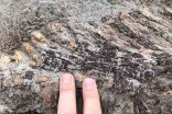 Surprising find of rare fossil with skin excites scientific community