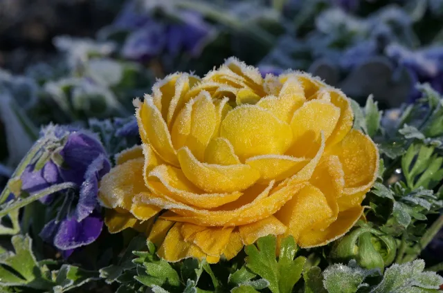 Frost fades and it’s finally safe to start gardening in southern Ontario