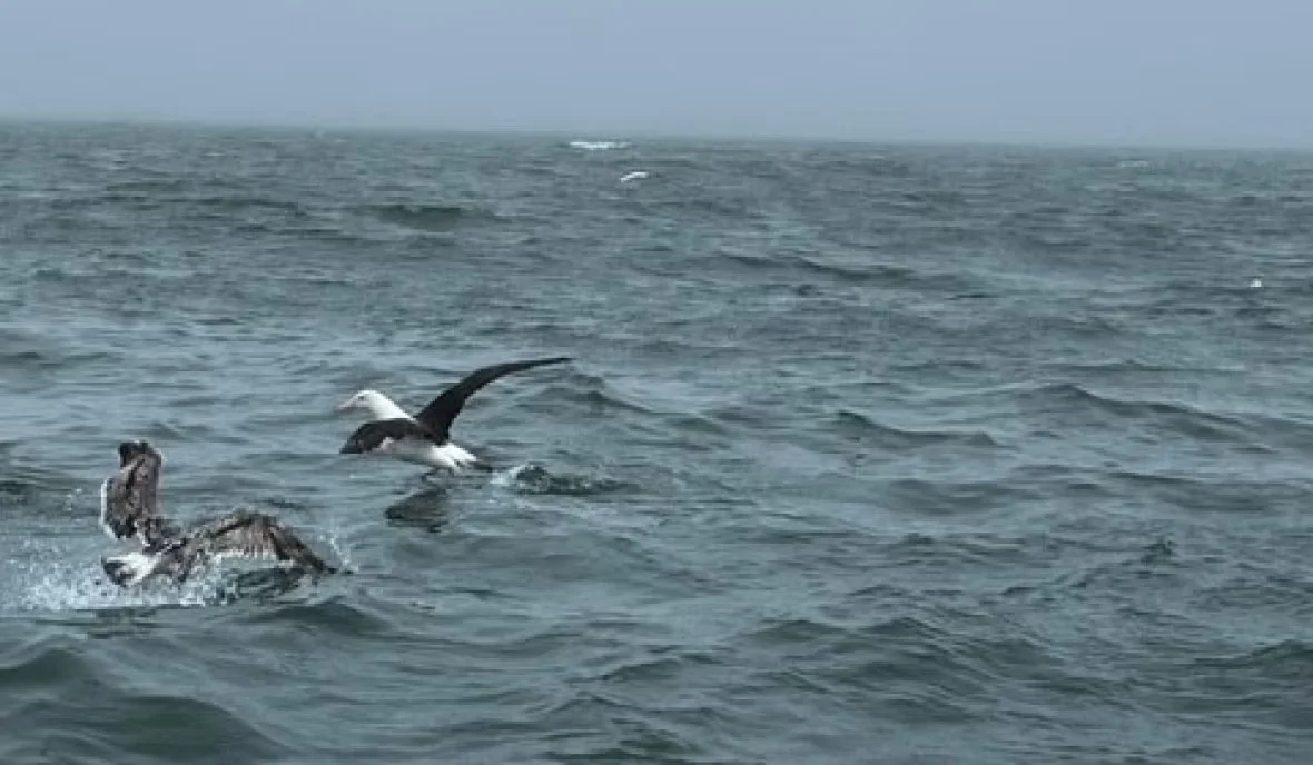 CBC: This black-browed albatross was videotaped and photograhed soaring around a fishing boat in Chaleur Bay in June. (Yannick Noel/Submitted by Paul Mansz)