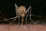 Outsmart mosquitoes with one simple move