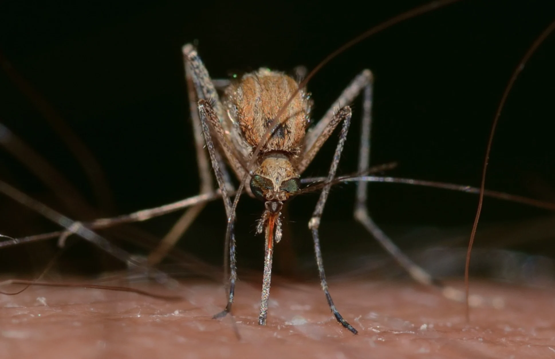 How to make yourself less tasty to mosquitoes