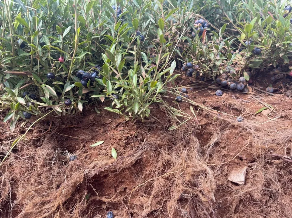 CBC: Blueberry plants have a massive root and rhizome system which makes them different from other plants. Rhizomes are underground stems that produce shoots and roots of new plants, seen here at the Wild Blueberry Research Centre in Debert, N.S. (Kayla Hounsell/CBC News)