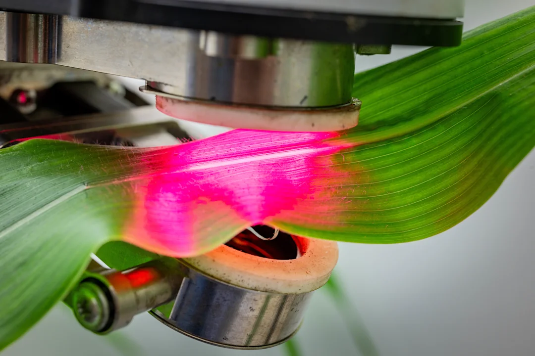 Defect found in plants could alter their role in climate change fight ...